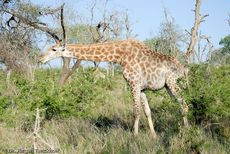 Giraffe (50 von 94).jpg